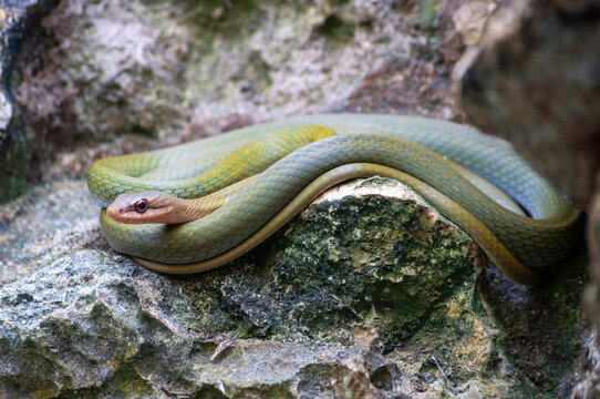 serpiente vivora mexicana