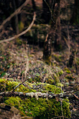 Moss on the bark of the tree in moist nature
