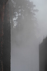 foggy forest behind a black wrought-iron fence