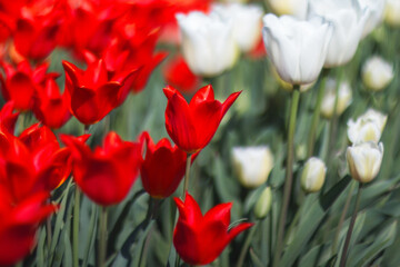 Naklejka premium Beautiful bright red and white tulips bloom in spring. Spring background. Tulips grow in rows in the garden.
