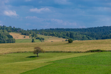 landscape with trees and hills