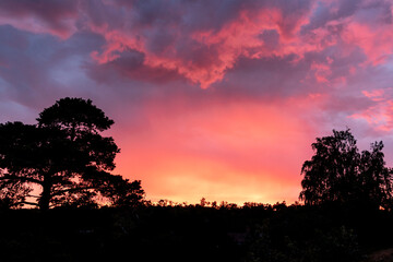 Colorful sunset behind trees. Orange sky with clouds.