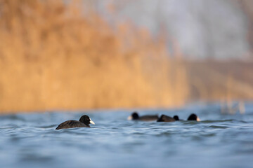 Eurasian coot (Fulica atra) or common coot, black coot in rail and crake bird family, Rallidae, Gruiformes, freshwater lakes and ponds water hen