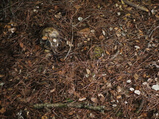 crime dans les bois