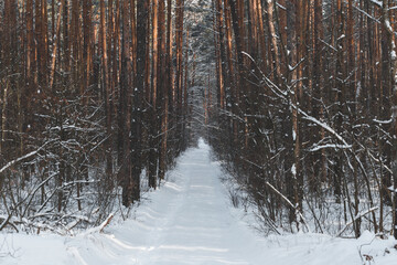 symmetrical snow covered trees in winter forest