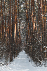 symmetrical snow covered trees in winter forest