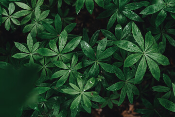 Fototapeta na wymiar Fresh natural leaves after the rain, pattern. Beautiful tropical background made with young green leaves with drops .Exotic texture. Dark and moody feel.Concept for design. Flat lay, low-key lighting
