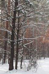 snow-covered young spruce in the forest