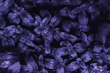 Fresh natural leaves after the rain, pattern. Beautiful tropical background made with young purple...