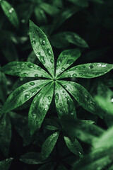 Fresh natural leaves after the rain, pattern. Beautiful tropical background made with young green leaves with drops .Exotic texture. Dark and moody feel.Concept for design. Flat lay, low-key lighting