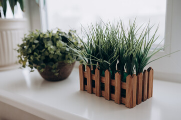 beautiful pots with green plants