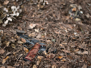 crime dans les bois