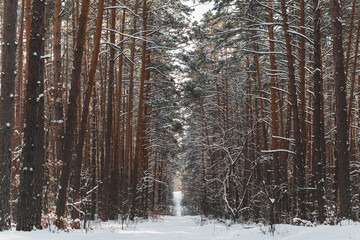 Fototapeta premium symmetrical snow covered trees in winter forest