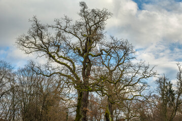 Leafless tree and blue sky with clouds