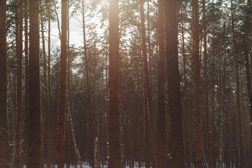 Fototapeta premium snowstorm in a pine forest on a sunset background