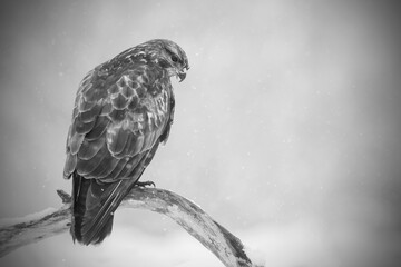 Dark evil bird black and white with dark eyes and vignette, hawk Common buzzard (Buteo buteo) in...