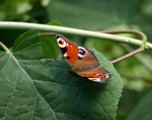 Motyl Pawie oczko