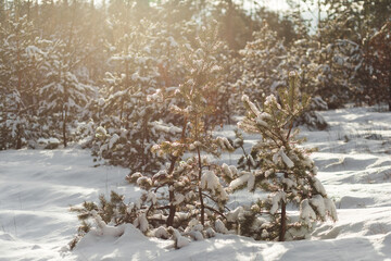 snow-covered young spruce in the forest at sunset