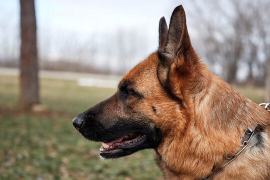 Dog stares intently into distance. Shepherd dog on background of green grass and leaves. Portrait of German Shepherd black and red color view in profile.