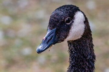 Canada geese swimming on a pond. Birds of Prey Centre, Coledale, Alberta, Canada