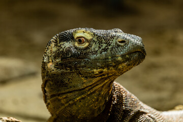 Komodo dragon in portrait. Calgary Zoo, Calgary, Alberta, Canada