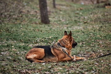 Naklejka na ściany i meble Walk with dog in fresh air. Portrait of black and red German Shepherd. German Shepherd dog lies on green lawn in park and holds tree stick between its front paws.