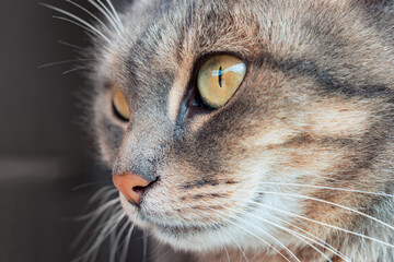 Grey and adorable cat profile view. Beautiful front bumper of a tabby kitten. Attentive feline expression.