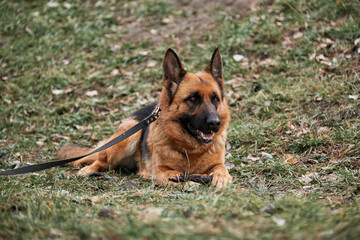 Walk with dog in fresh air. Portrait of black and red German Shepherd. German Shepherd dog lies on green lawn in park and holds tree stick between its front paws.
