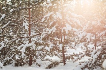 snow-covered young spruce in the forest at sunset