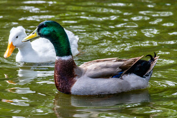 Mallard drake swimming on a pond. Birds of Prey Centre, Coledale, Alberta, Canada