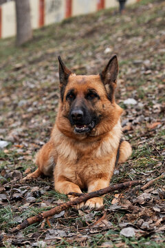 Walk with dog in fresh air. Portrait of black and red German Shepherd. German Shepherd dog lies on green lawn in park and holds tree stick between its front paws.