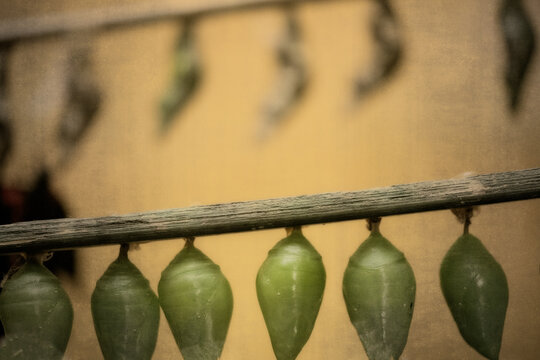 Butterfly Chrysalis Hanging In An Incubator