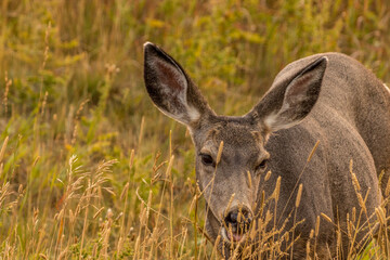 Mule deer grazing in the tall grass. Chain Lakes Provincial Park, Alberta, Canada