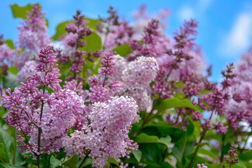 Saint Petersburg Russia June 25 2017. pale pinkish-violet color of lilac flowers. Fragrant violet, pink and white blossoms on blurred background