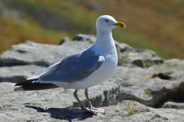 mouette