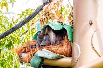 Orangutan hiding under a green carpet. Auckland Zoo, Auckland, New Zealand