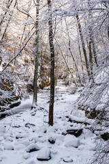 Early morning light shining on the snow covered trails.  Matthiessen state park, Illinois, USA.