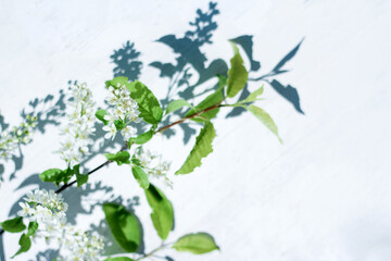 a branch of a flowering bird cherry on a white background with hard shadows from the sun