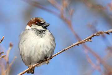 Close Up of a Male House Sparrow Perched on a Branch