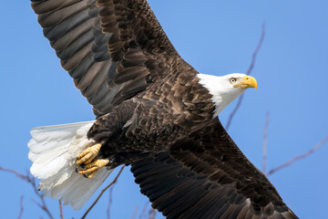 Close Up of a Bald Eagle in Flight