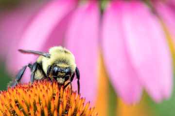 Close Up of a Bumble Bee on a Cone Flower Bloom
