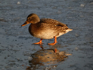 Female mallard (Anas platyrhynchos) walking on the melting ice, Gdansk, Poland