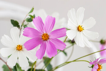 Picturesque cosmos flowers. Natural floral background, , wallpaper, postcard