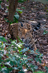 jaguar México felino balam