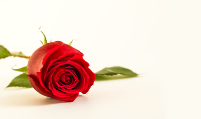 Beautiful,fresh red rosebud with green leafs and copy space on white background.Close-up taken and isolated.