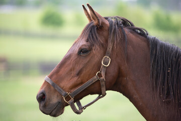 A profile view of a brown horse with a dark mane and brown halter.
