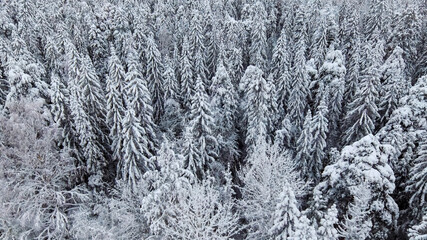 Aerial scene of white fluffy covered fir trees in winter forest