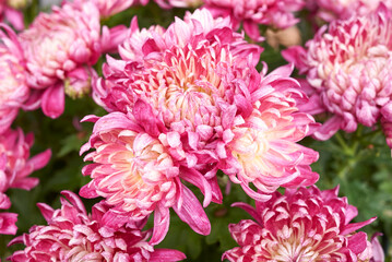 Chrysanthemum 