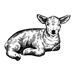 Hand drawn illustration of engraving sheep. Lamb farm animal sketch, isolated lamb mammal on the white background. Vintage style. Can be used for textile printing, Easter card, coloring book, poster.