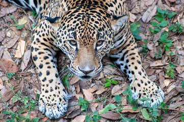 jaguar México felino balam
